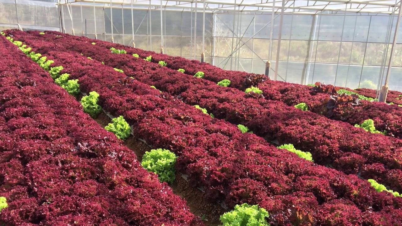 hạt giống xà lách tím LOLO ROSSA