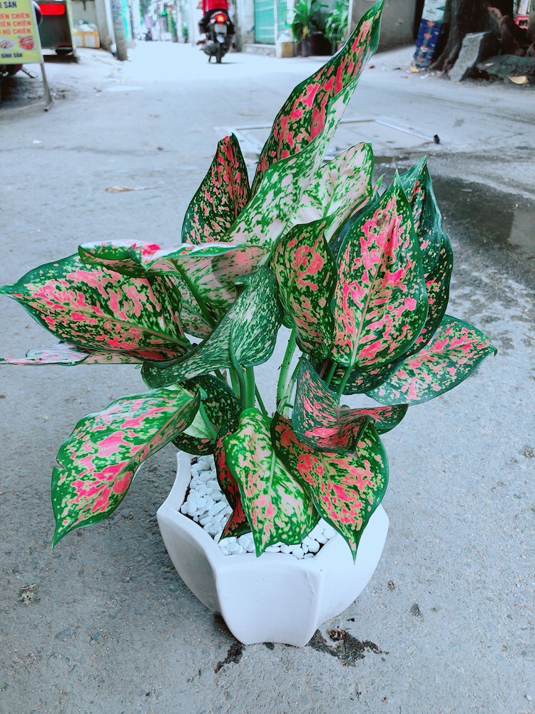 Chậu Vạn Lộc