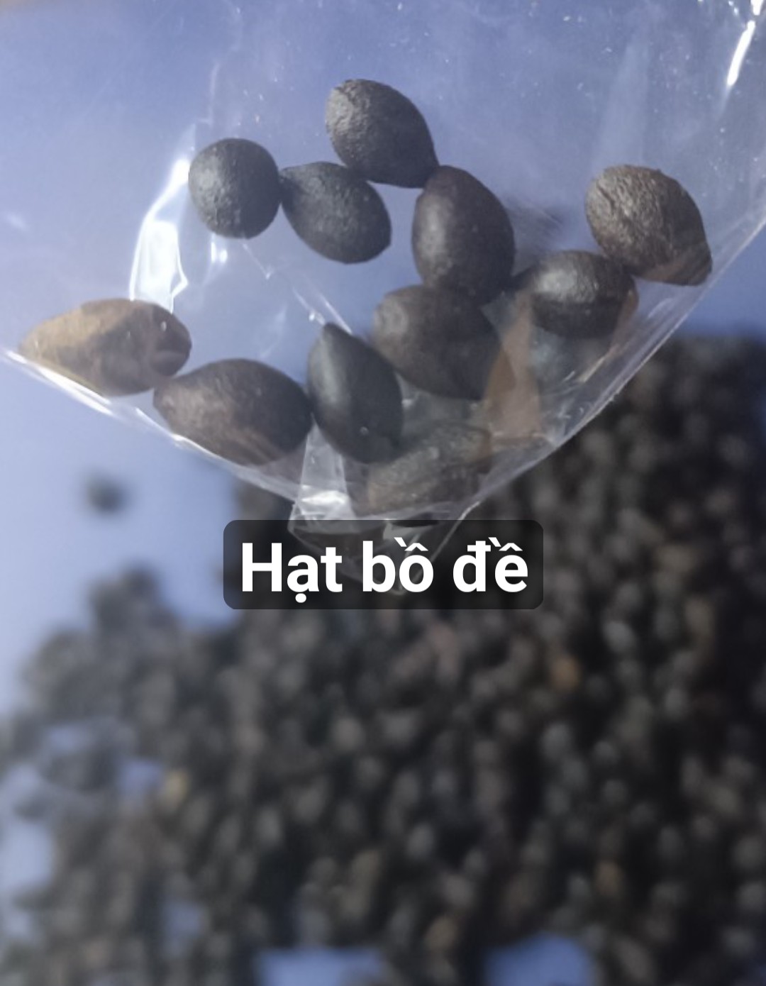 200gram hạt giống bồ đề