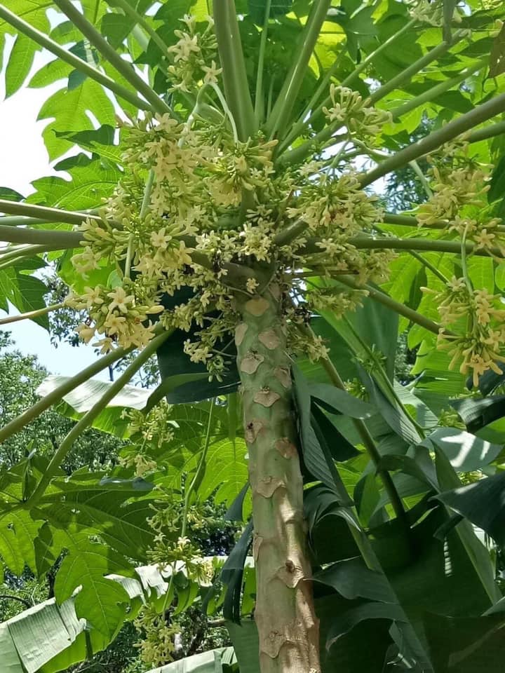 Mật Ong Rừng Ngâm Hoa Đu Đủ Đực