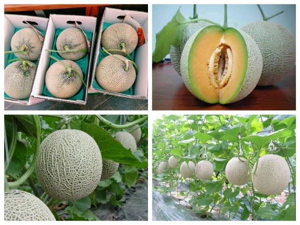 Combo of 4 Packs of Assorted Melon Seeds (Green Mesh + Yellow + Hq Melon + Pear Melon)