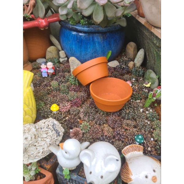 Chậu đất nung Bình Dương thau nhỏ sz 12x5.5