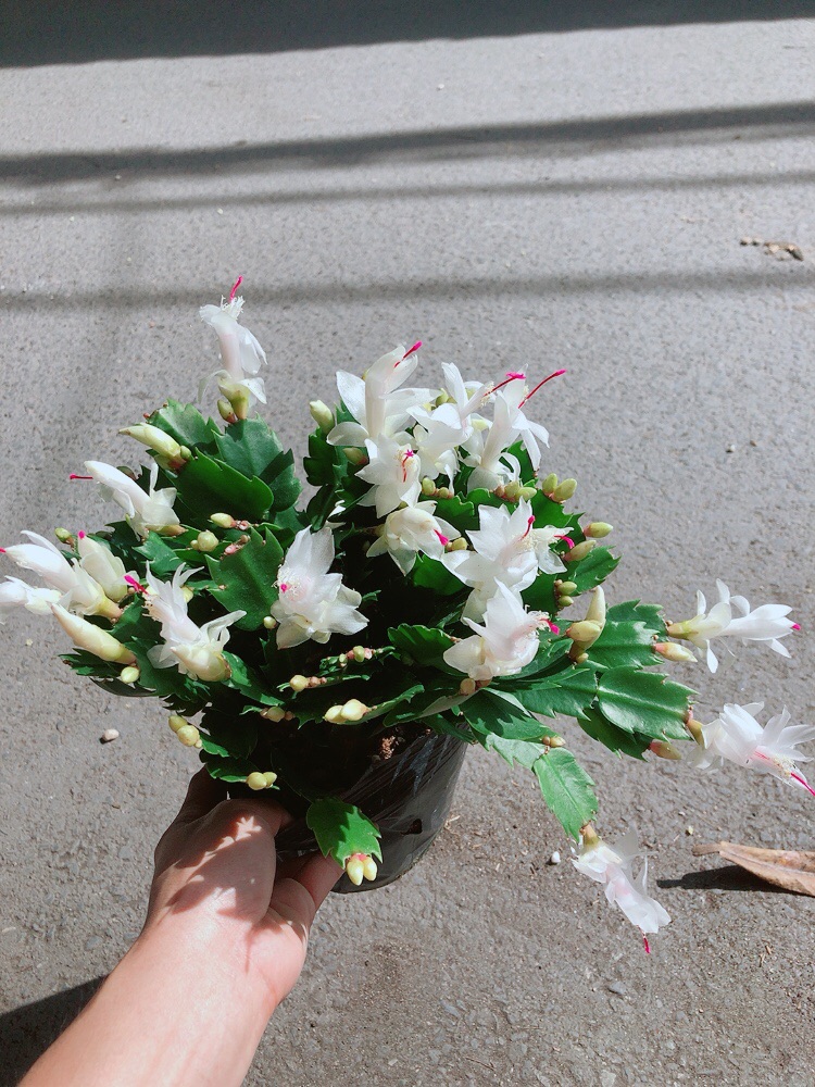 Chậu Hoa Tiểu Quỳnh Màu Trắng
