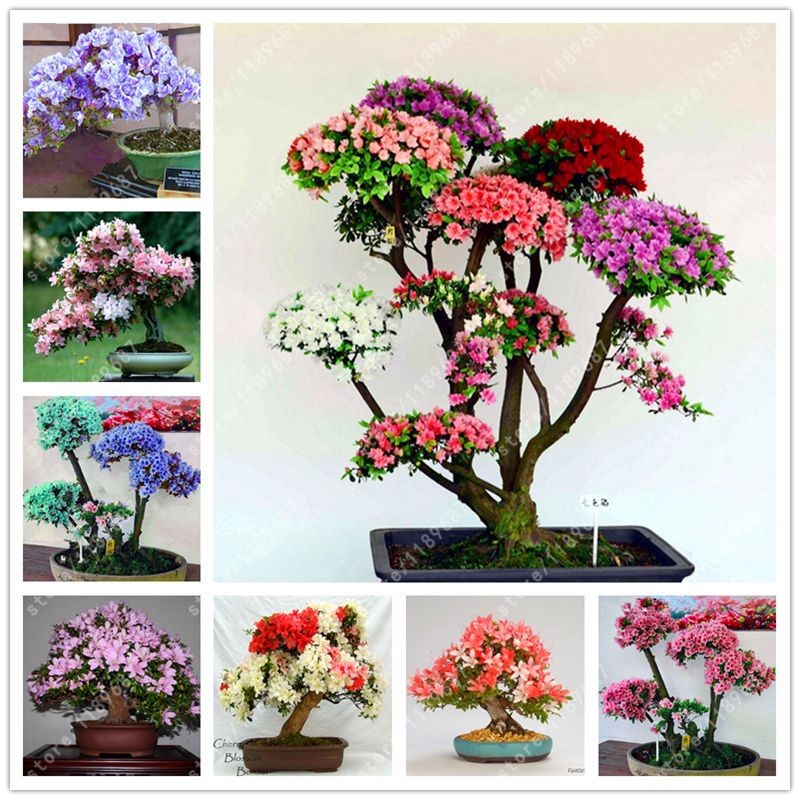 Cây giống hoa đỗ quyên nhật bản đủ màu