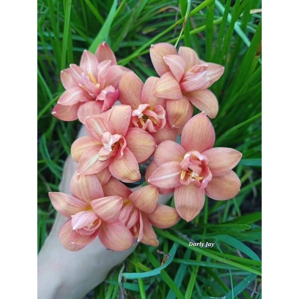 Củ Hoa Huệ Mưa Cánh Kép Nhập Khẩu Đủ Màu