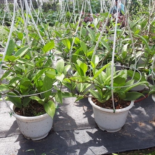 Cây hoa lan cẩm cù màu đỏ siêu hoa - 678