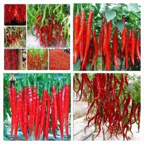 Gói 10 Hạt Giống Ớt Trái Dài Siêu Cay