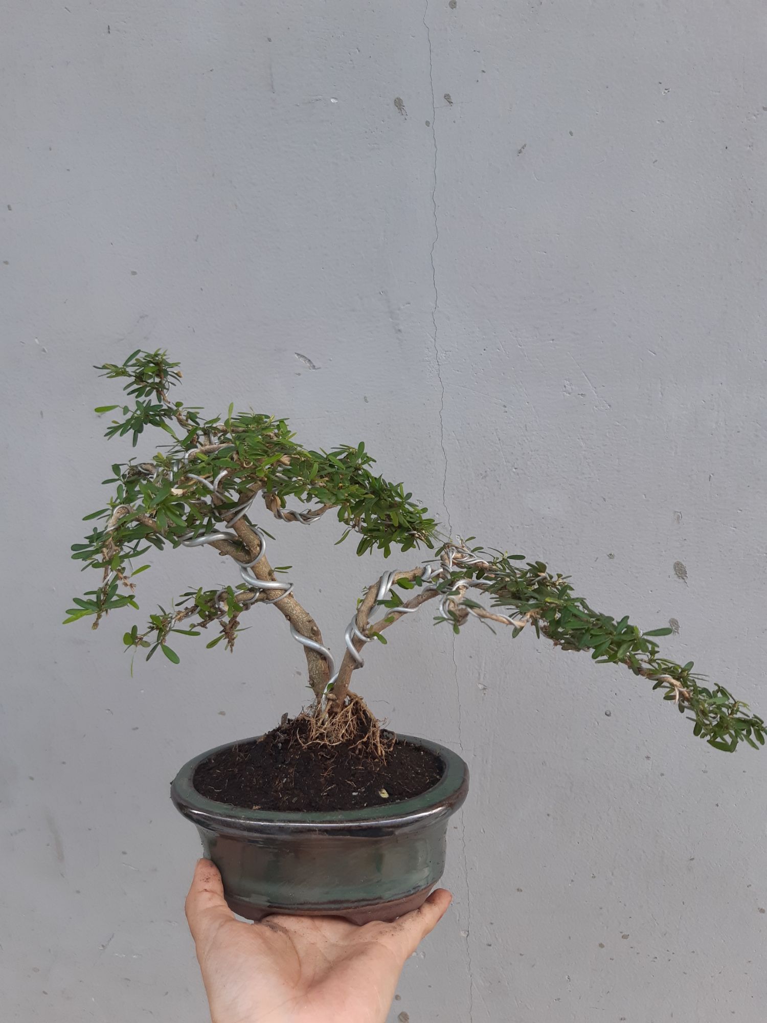 linh sam bonsai chậu mini