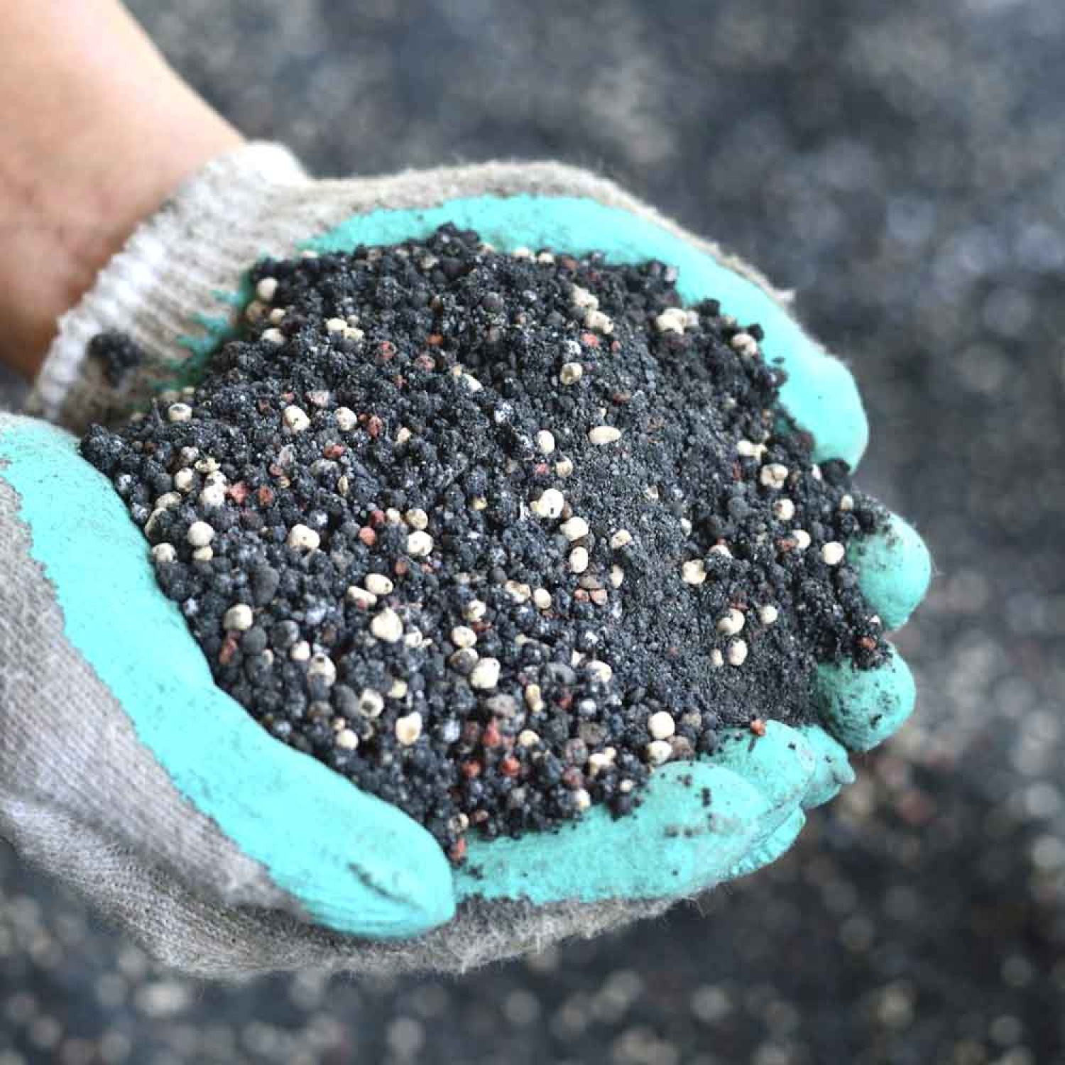 Đất trồng sen đá trộn sẵn - Đất chuyên dụng cho cây sen đá