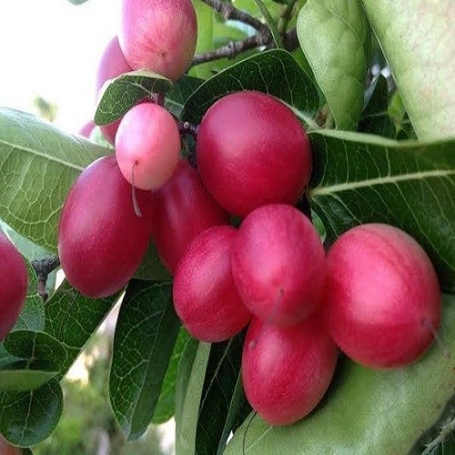 CÂY GIỐNG CÂY SIRO, CAM KẾT GIỐNG CHUẨN F1 + Tặng 2 Cây Quế Giống