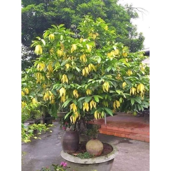 Cây giống hoa dẻ rừng hoa thơm nức