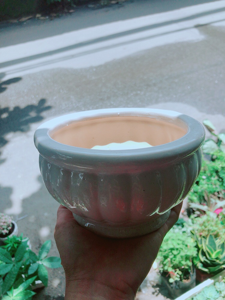 Nhất Mạc Hương (sen thơm) kèm chậu sứ