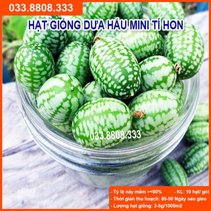 Hạt giống dưa hấu tí hon gói 10 hạt- dễ trồng