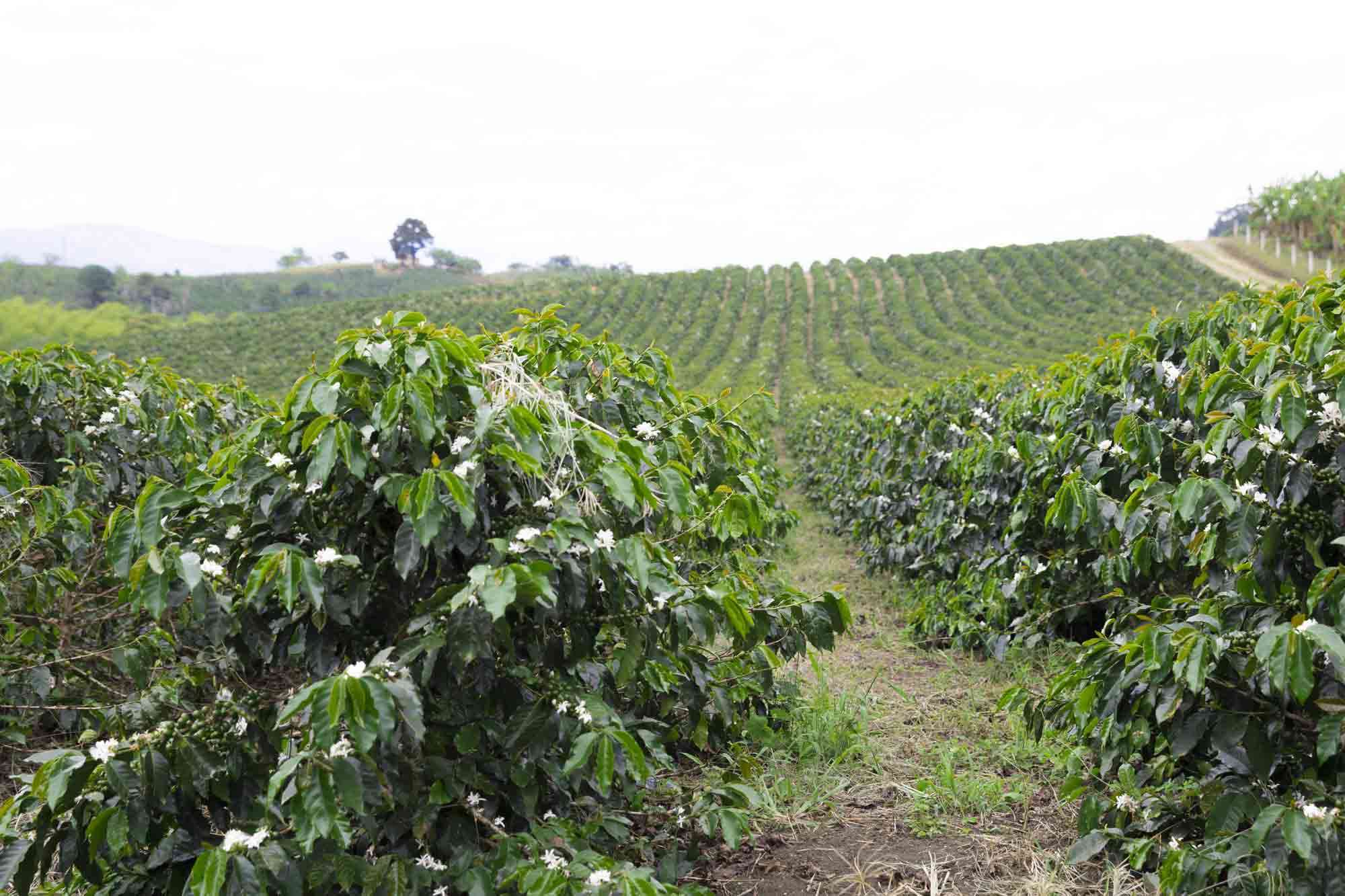 CÀ PHÊ NHÂN XANH ETHIOPIA W. YIRGACHEFFE