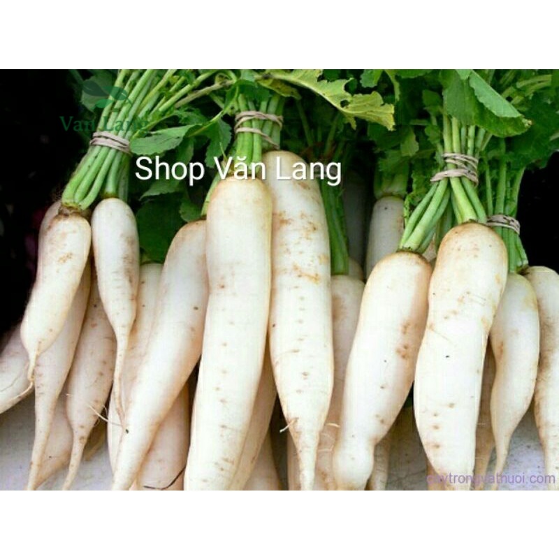 Củ cải trắng giòn ngọt mát lịm - túi 1 kg ship Hà Nội