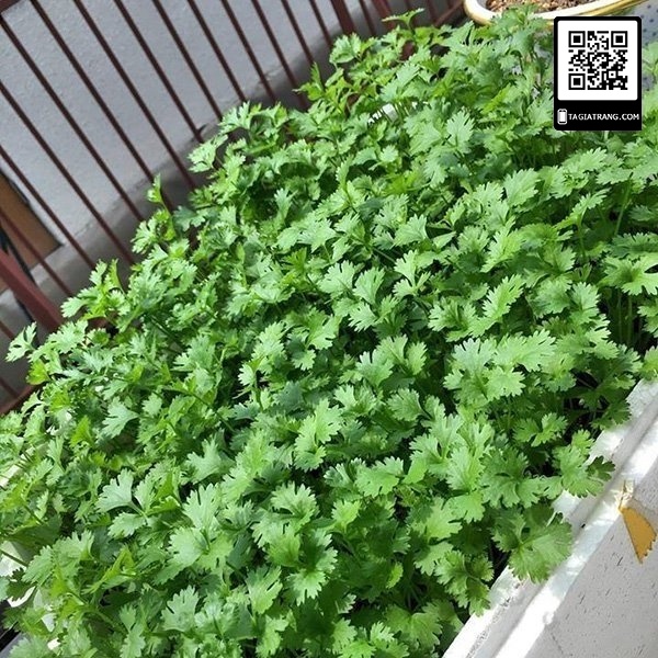 Hạt Giống Mùi Tía (Ngò Rí) 50g