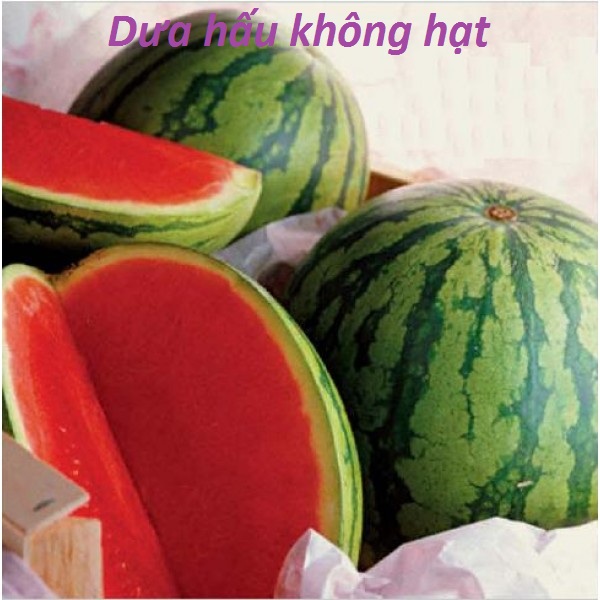 BỘ 2 GÓI HẠT GIỐNG DƯA HẤU KHÔNG HẠT ( Nhập Khẩu Nga )