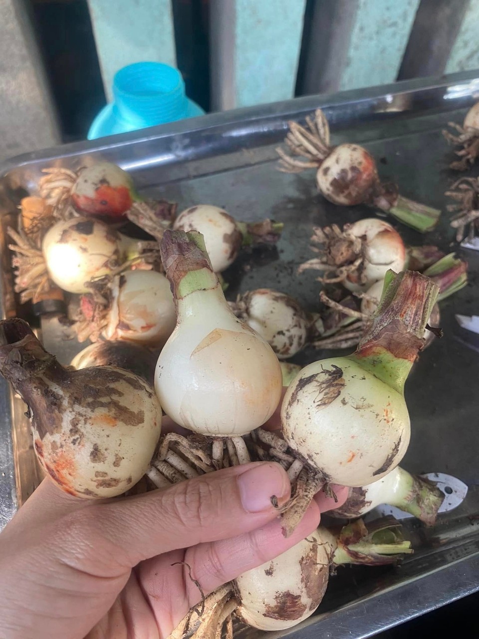 Hoa Lan Huệ- củ giống