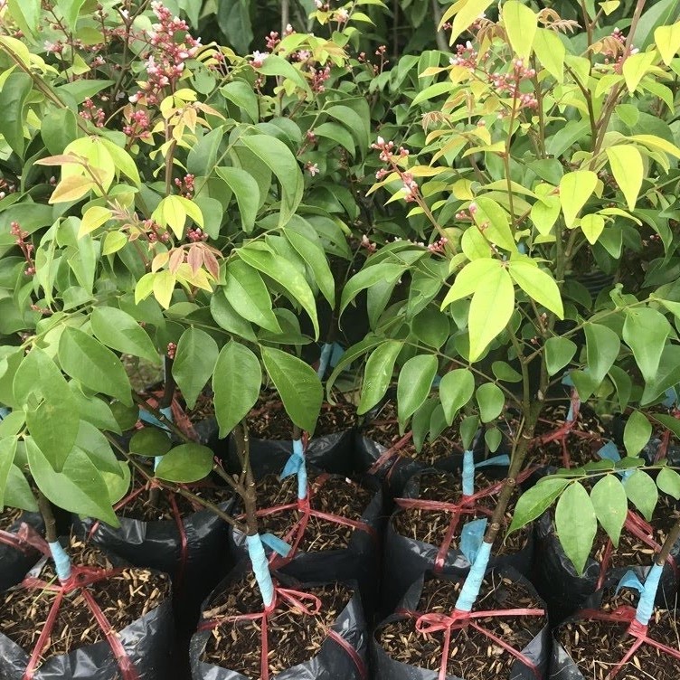 CÂY GIỐNG KHẾ NGỌT CÂY GHÉP 1 THÁNG RA QUẢ, TRỒNG NƠI NẮNG