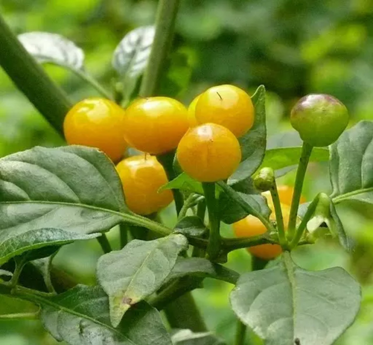 20 trái Ớt Peru Mắc Nhất Thế Giới Aji Charapita