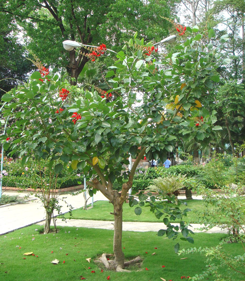 Cây Osaka đỏ - Muồng hoa đỏ
