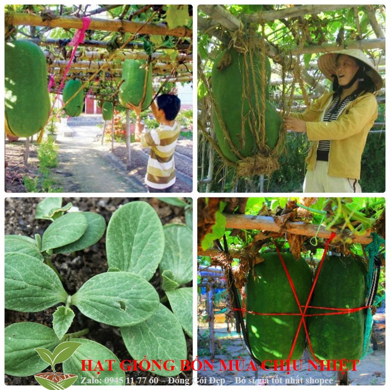 226A Bí Đao Khổng Lồ 5 Hạt