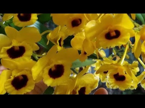 Chậu lan sơn thủy tiên họng đen đột biến hàng thuần, hoa thơm đẹp