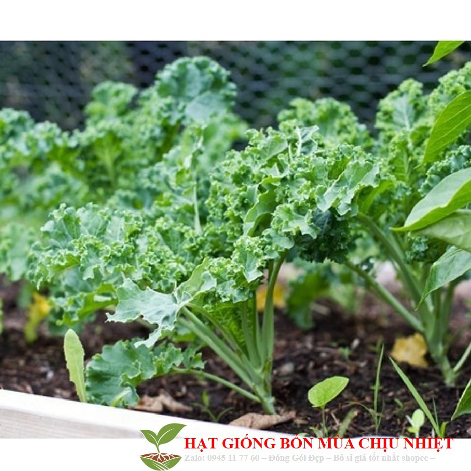 29C Hạt Giống Cải Xoăn Kale 20 Hạt
