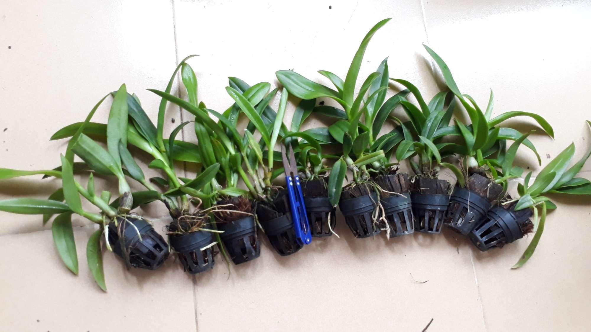 Combo hoa lan Dendro màu, nắng, mini.