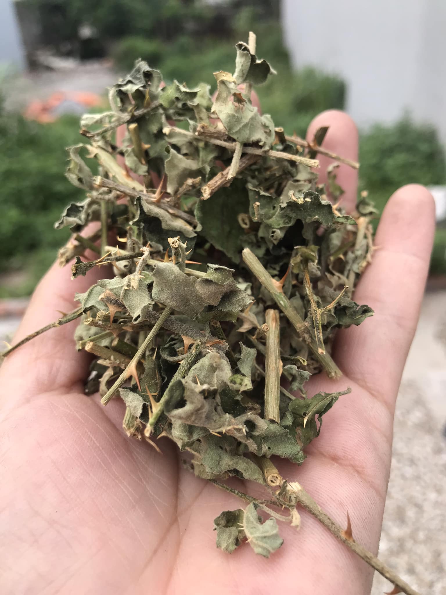Bán sỉ- 2 kg cà gai leo khô