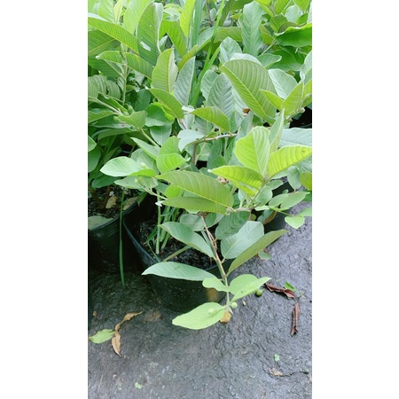 Ổi nữ hoàng sẵn trái
