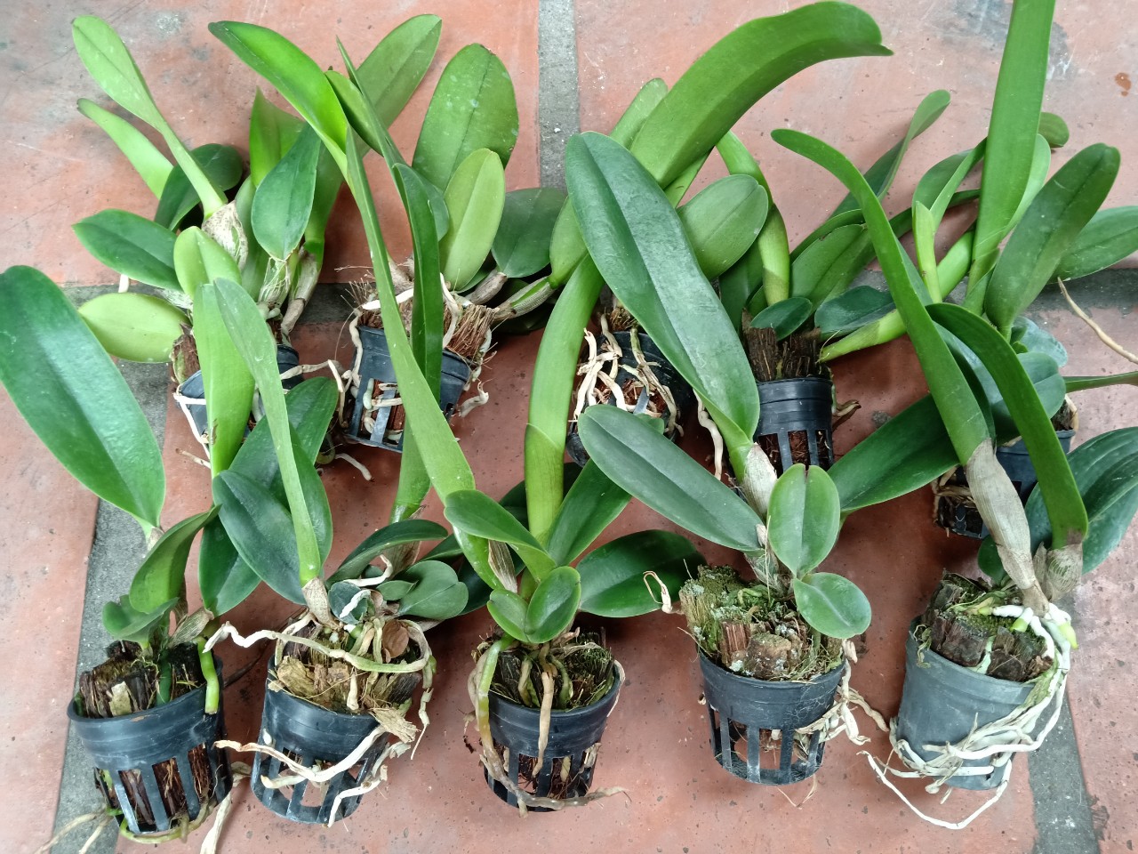 HOA LAN CATTLEYA SIÊU KHOE COMBO 10 CÂY TUYỂN CHỌN