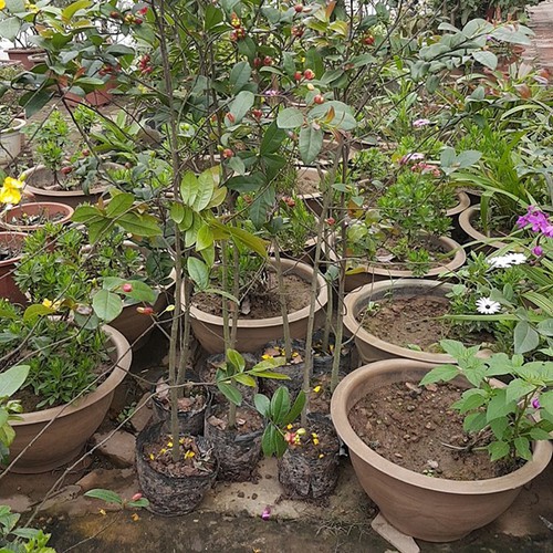 Cây mai tứ quý - hoa cực đẹp - hàng cây giống gửi đi nguyên bầu + tặng 3 cây chè xanh