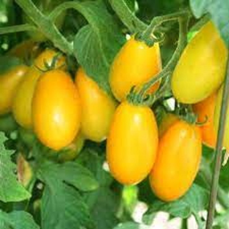 Hạt giống cà chua bi dây leo trái vàng(gói 20 hạt)