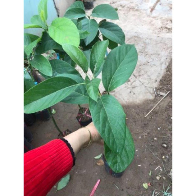 Cây giống bơ 034