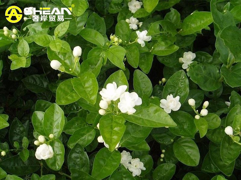 Tinh dầu hoa nhài Jasmine - 10ml