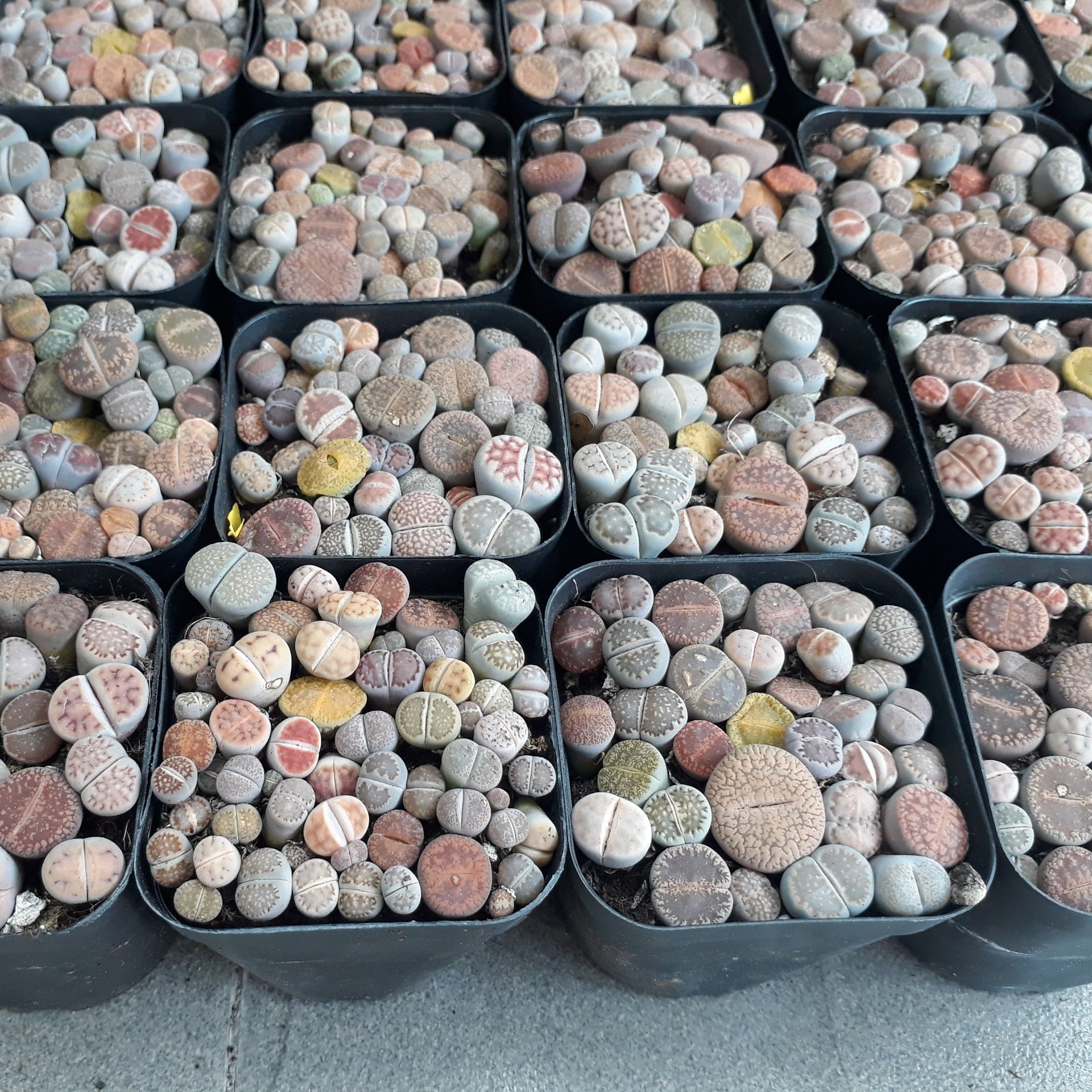 Sen mông chậu vuông Mix đủ màu/đủ loại (Sen Mông/Lithops/Thạch Lan)