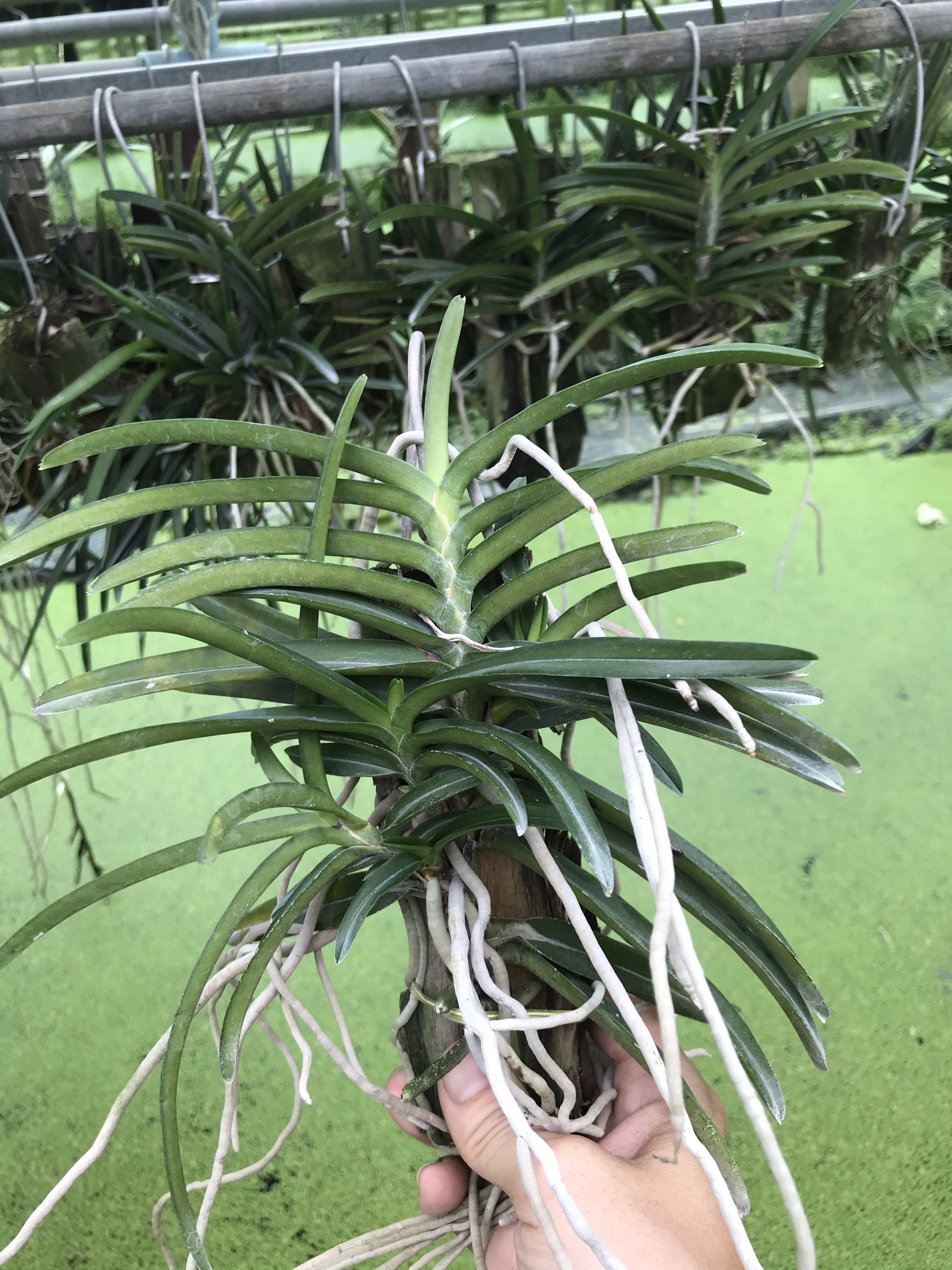Lan Hỏa Hoàng Cam