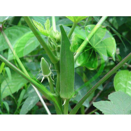 Hạt giống đậu bắp lai Ấn Độ - gói 20g