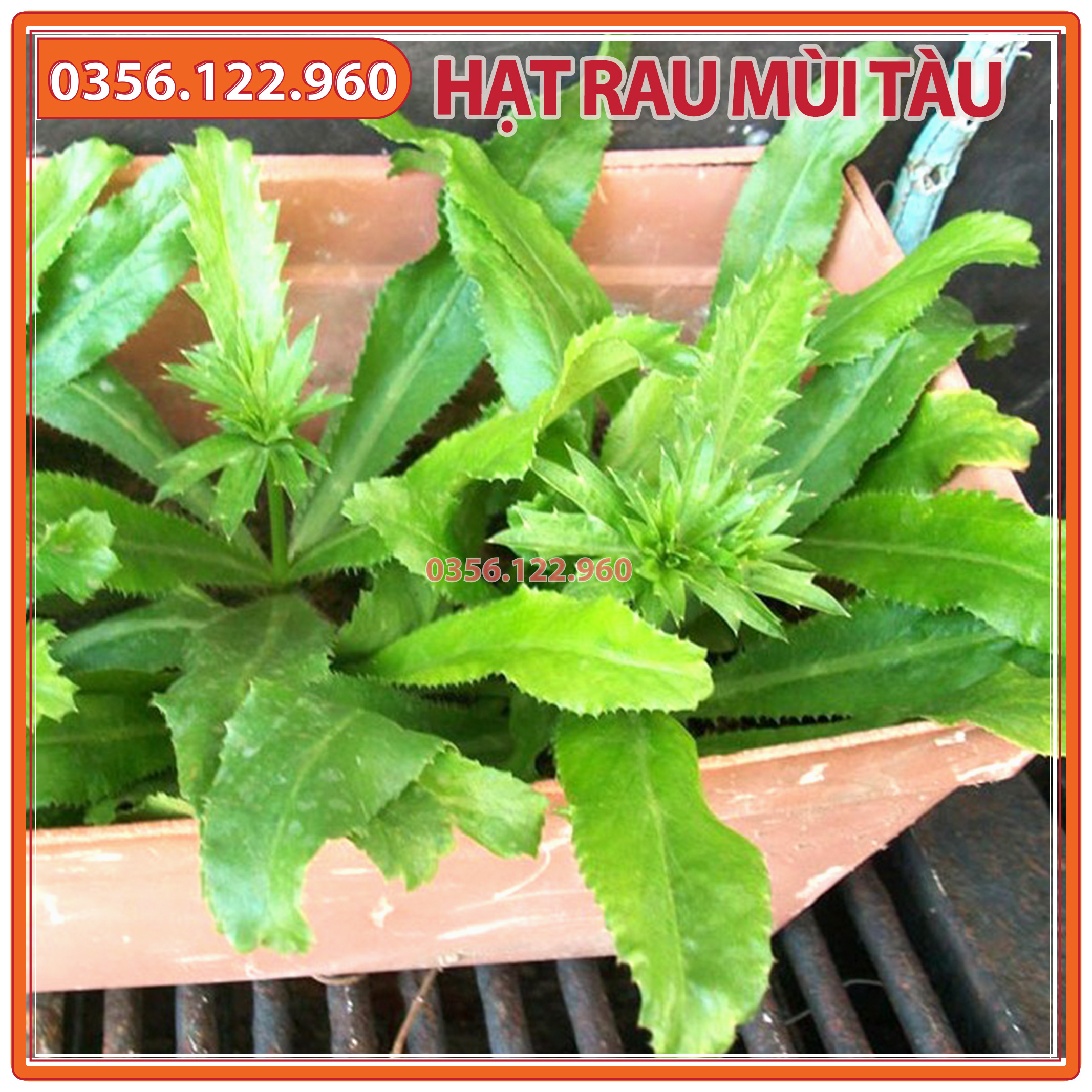 5gr Hạt giống rau ngò gai (mùi tàu, ngò tây, răng cưa)