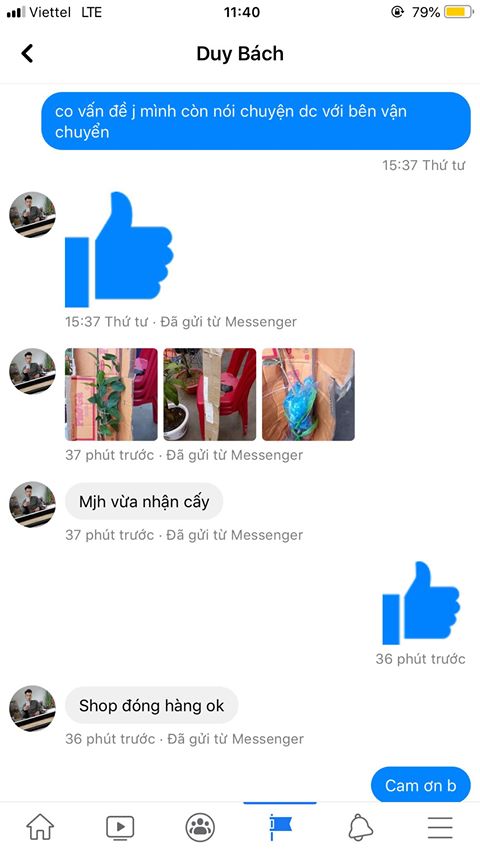 cẩm tú cầu đa sắc đẹp vô đối combo 10 cây 100k
