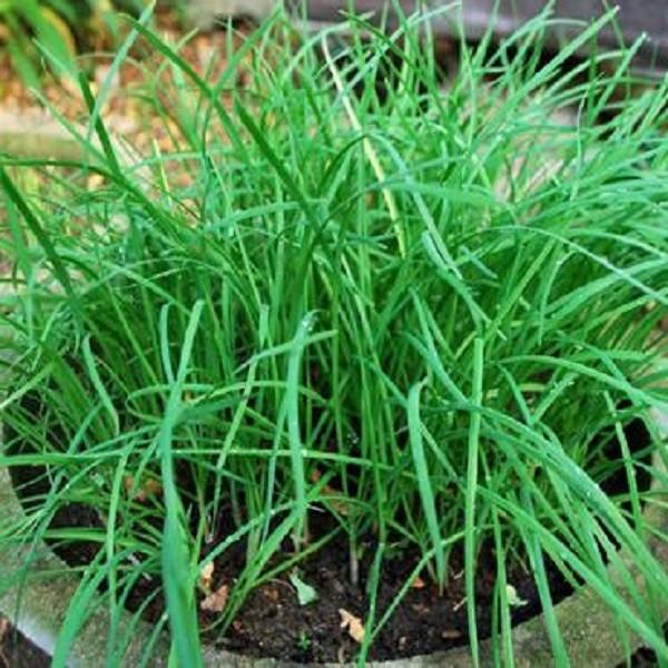 [HCM]Gói 1g hạt giống hẹ cao sản