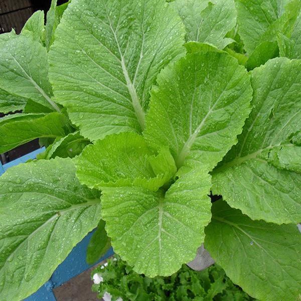 Gói 20g hạt giống cải bẹ vàng