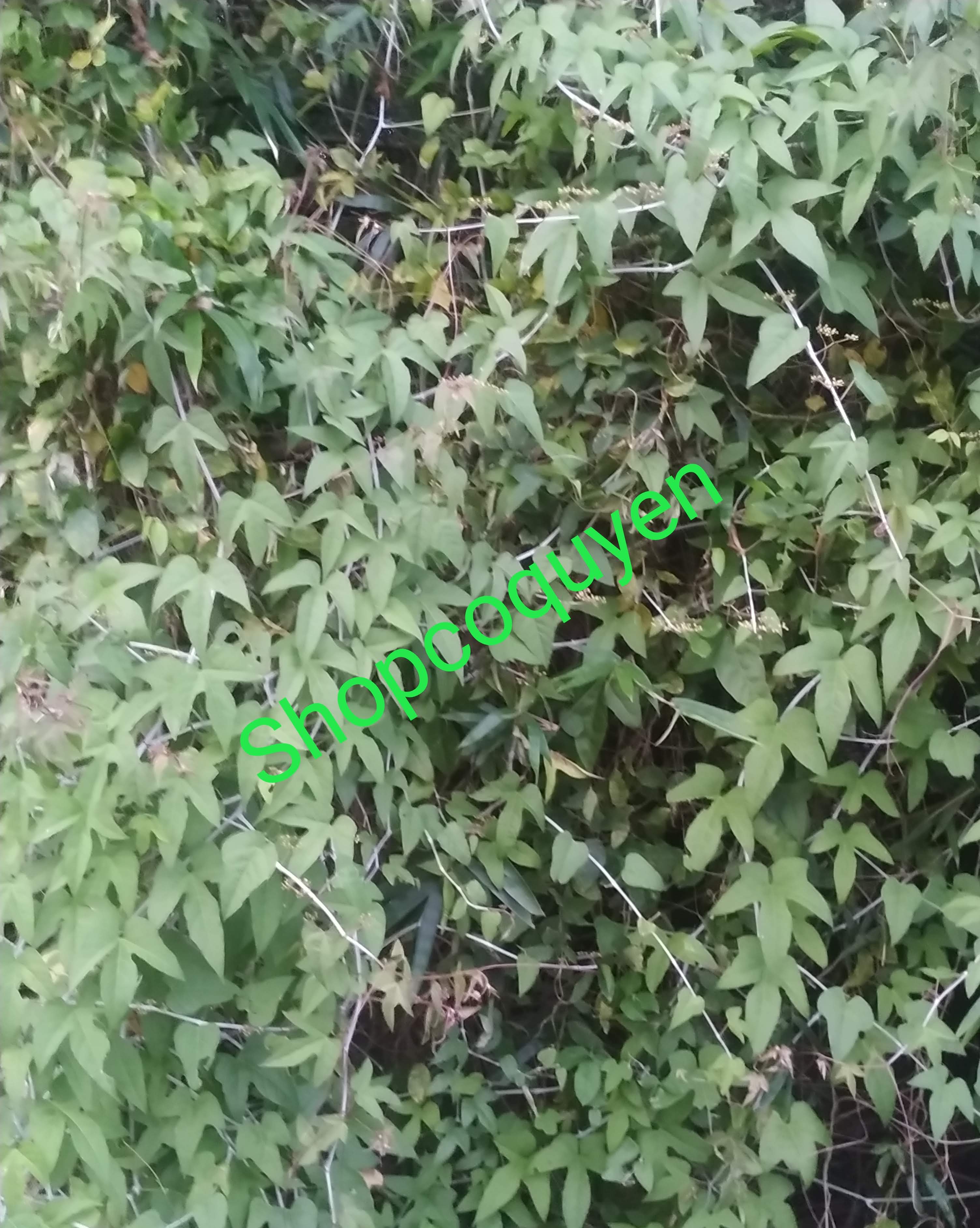 cây chìa vôi tươi 1 kg