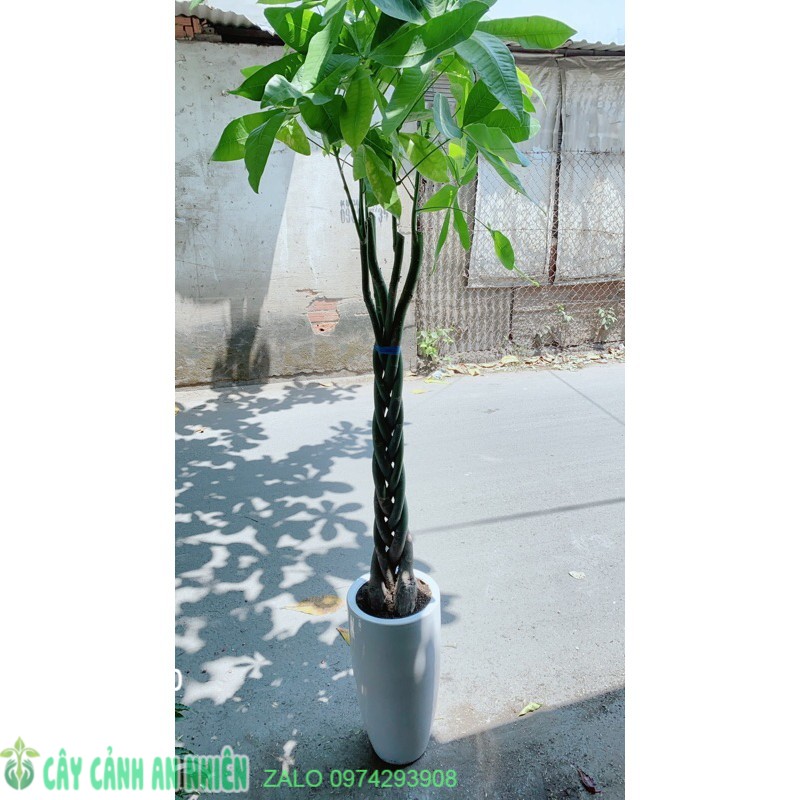 [HCM]Chậu Cây Kim Ngân Lớn