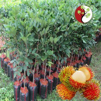 Chôm chôm nhãn tứ quý (ra trái sớm)