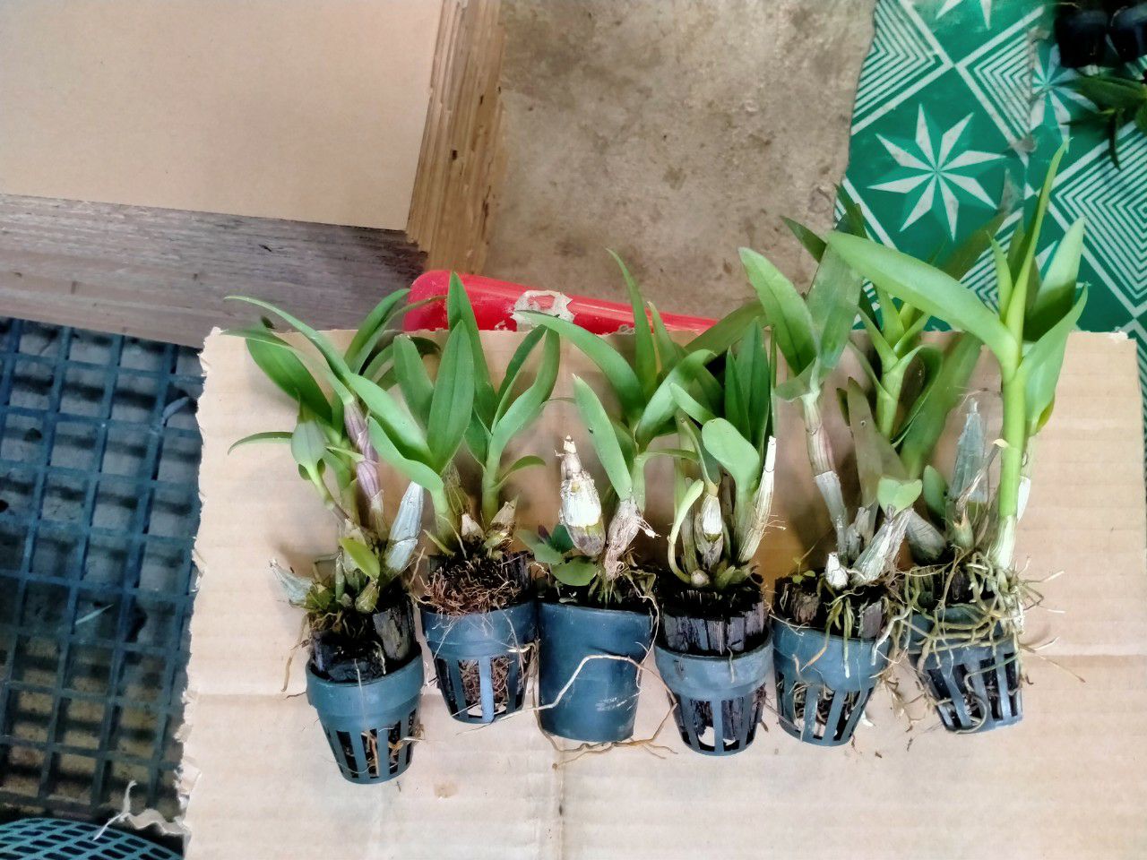 hoa lan yaya mini cây giống