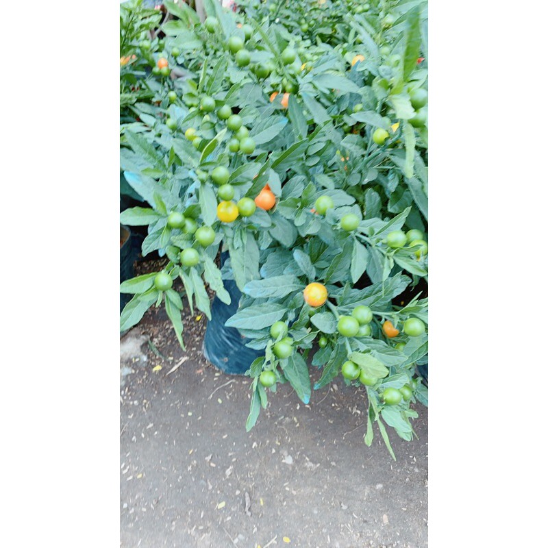 Cây Ớt Cheri
