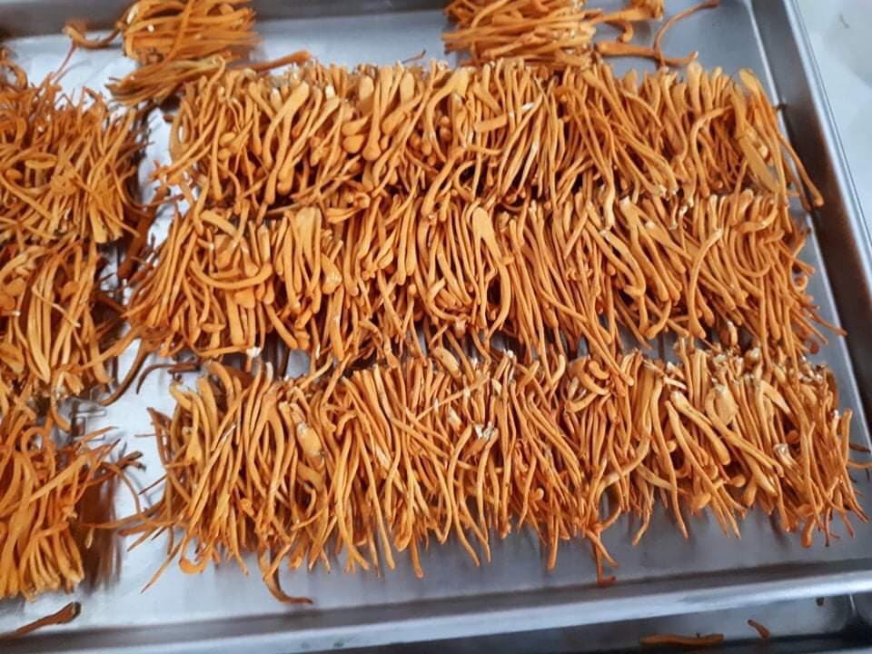 [10g] Đông trùng hạ thảo sấy thăng hoa (Theo đề tài cấp nhà nước)