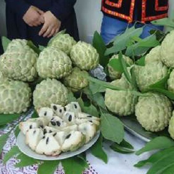 Hạt giống cây na dai ( mãng cầu ta ) Gói 10 hạt